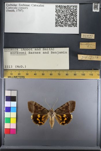 Media type: image;   Entomology 741204